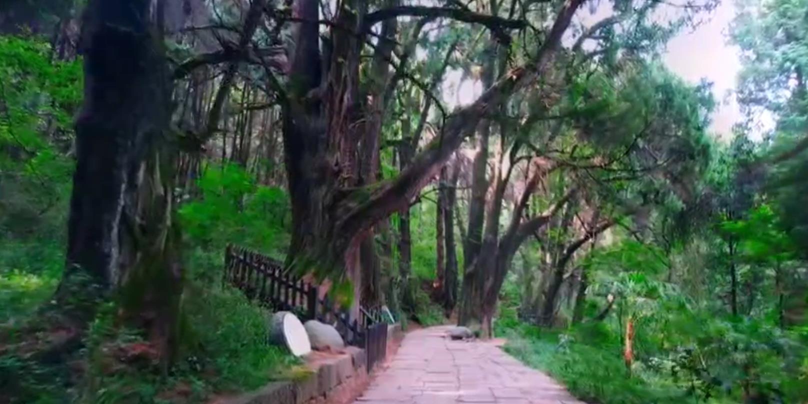 <font color='red'>剑阁县</font>翠云廊古柏视频