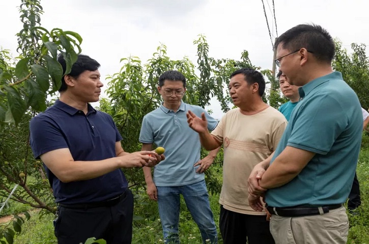 四川农业大学汪志辉教授调研<font color='red'>剑阁县</font>蜂糖李产业