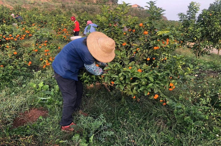 <font color='red'>剑阁县</font>：在希望的田野上  柑橘变身“致富果”