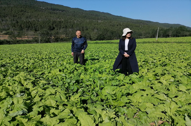 <font color='red'>剑阁县</font>：越冬蔬菜种出“火热”产业