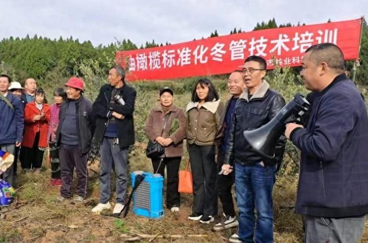<font color='red'>公</font>兴镇：组织开展油橄榄冬管技术培训